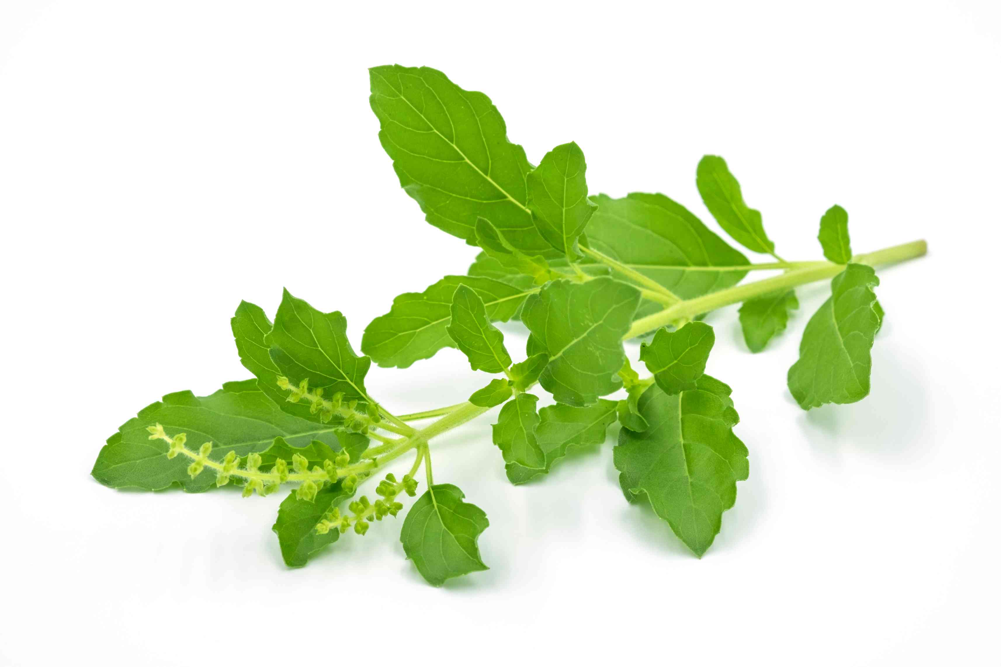 Tulsi Leaves/T cut/Powder Wholesale Manufacturer & Supplier in India